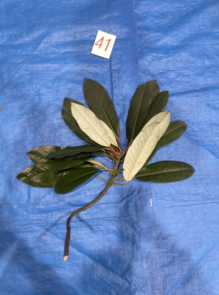 ユズリハ - Daphniphyllum macropodum