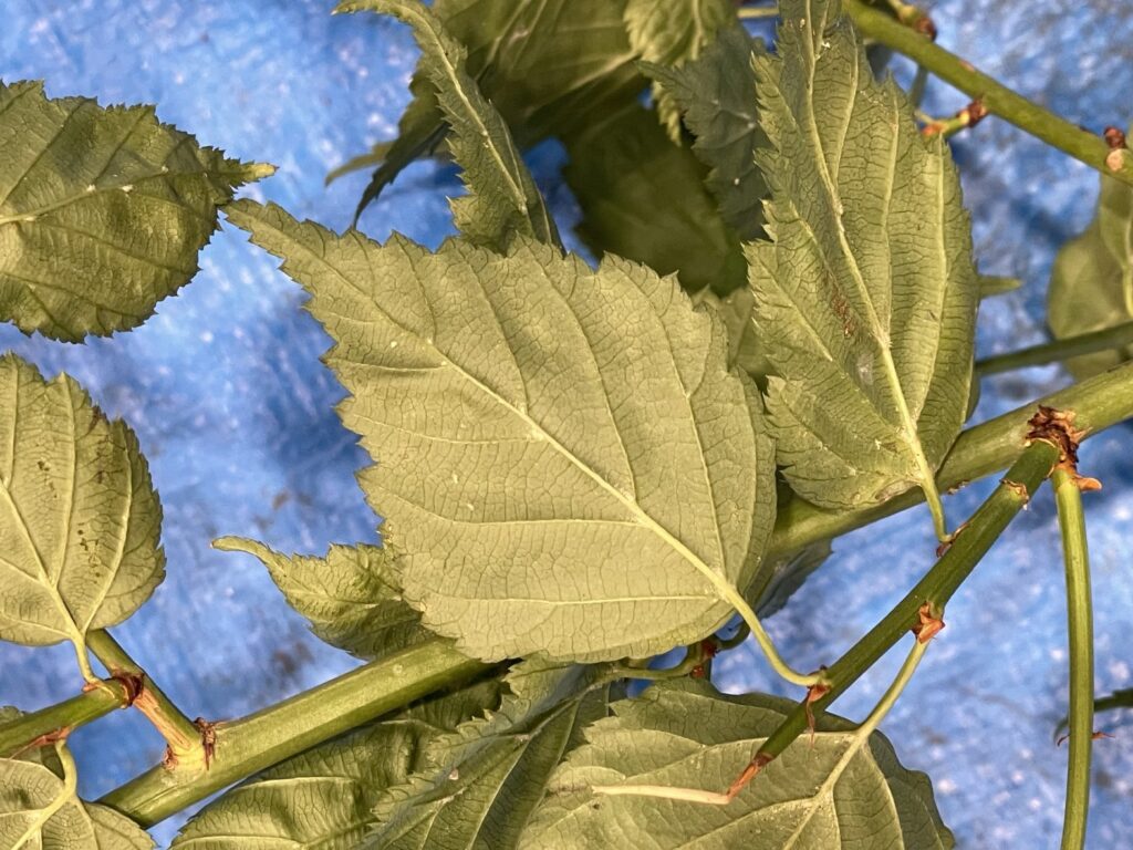 ヤマブキ - Kerria japonica