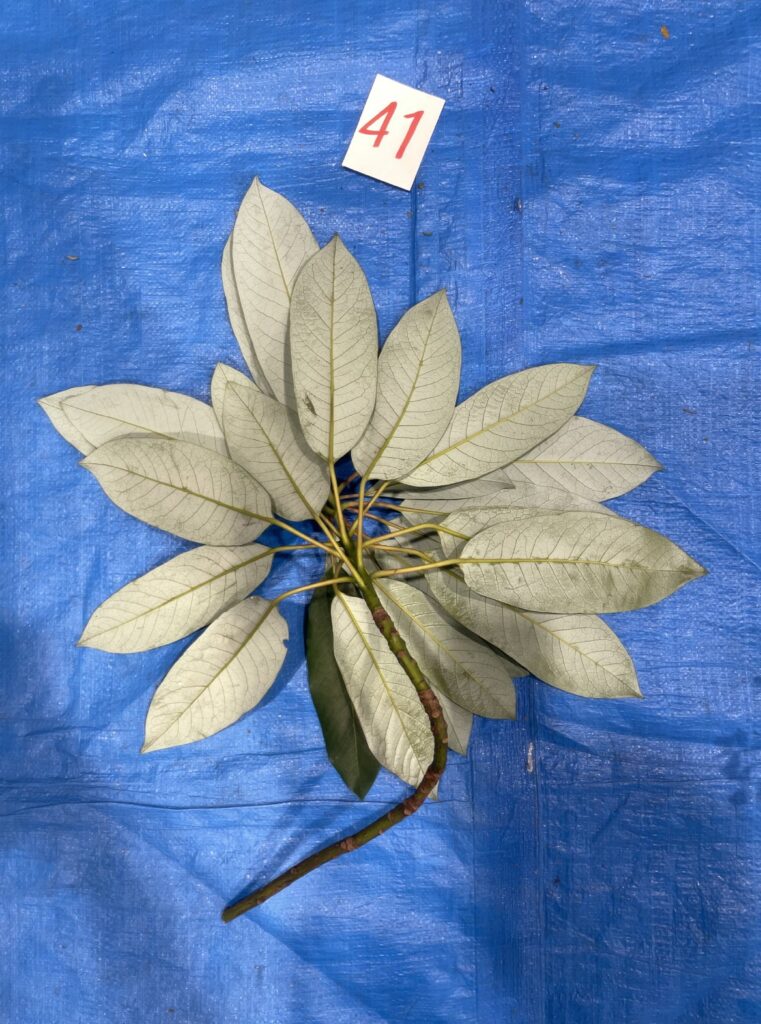 ユズリハ - Daphniphyllum macropodum