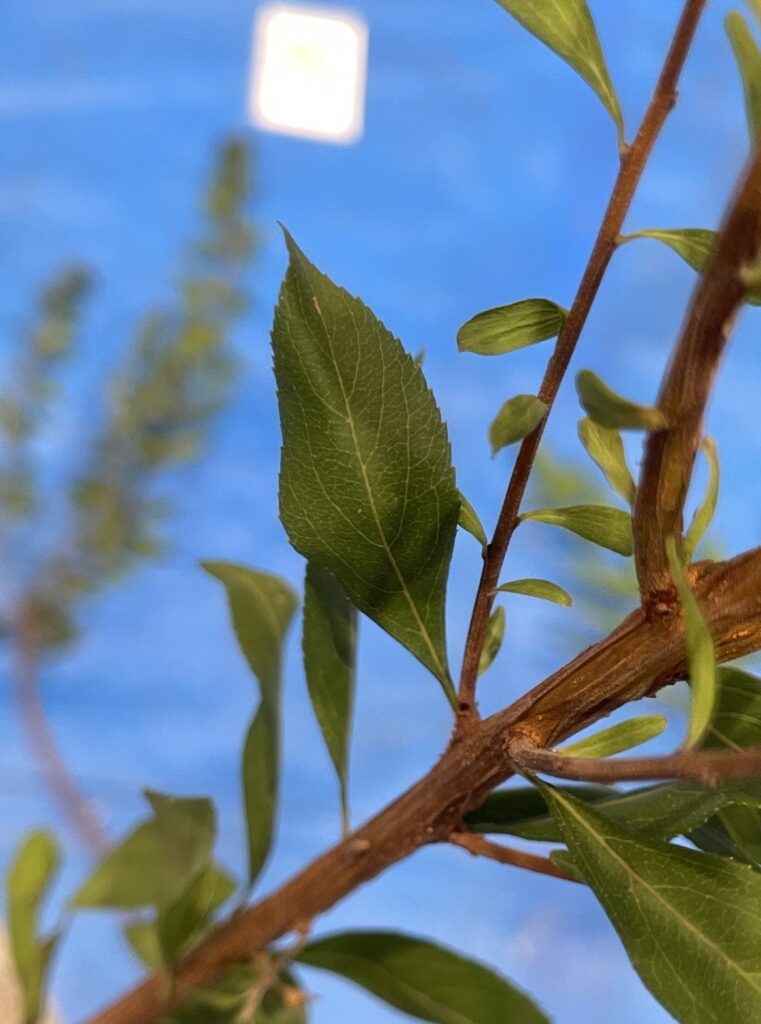 ユキヤナギ - Spiraea thunbergii