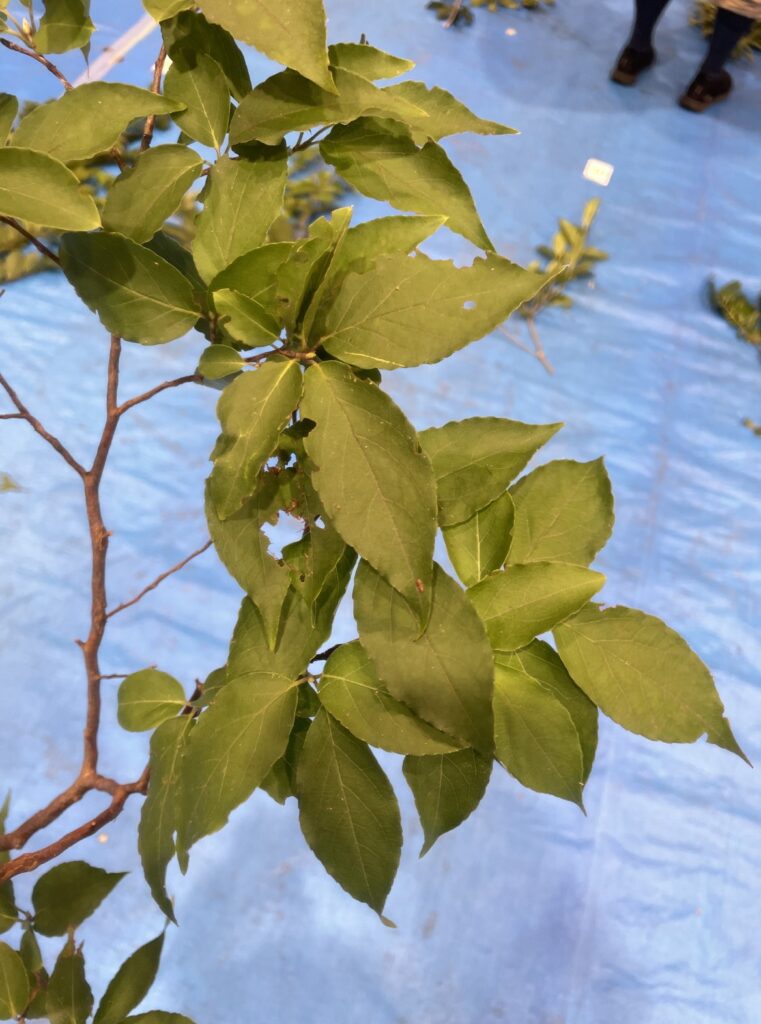 ヒメシャラ - Stewartia monadelpha
