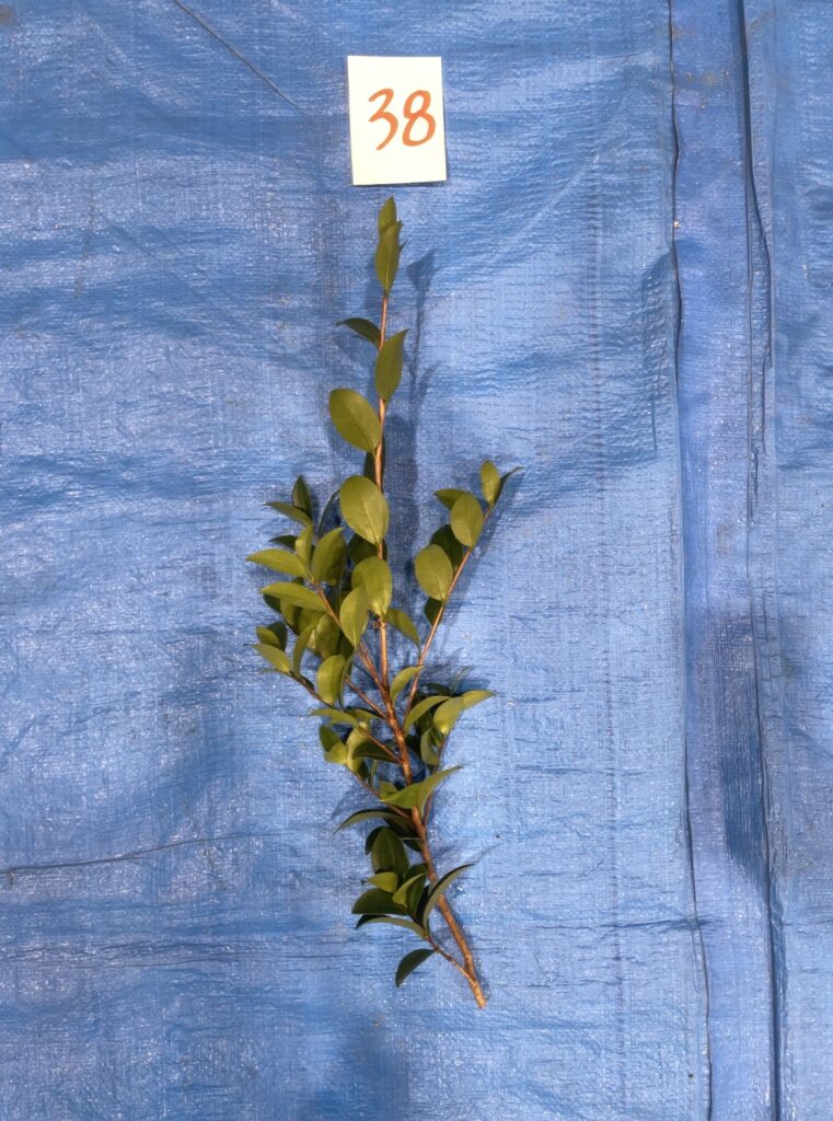 サザンカ - Camellia sasanqua