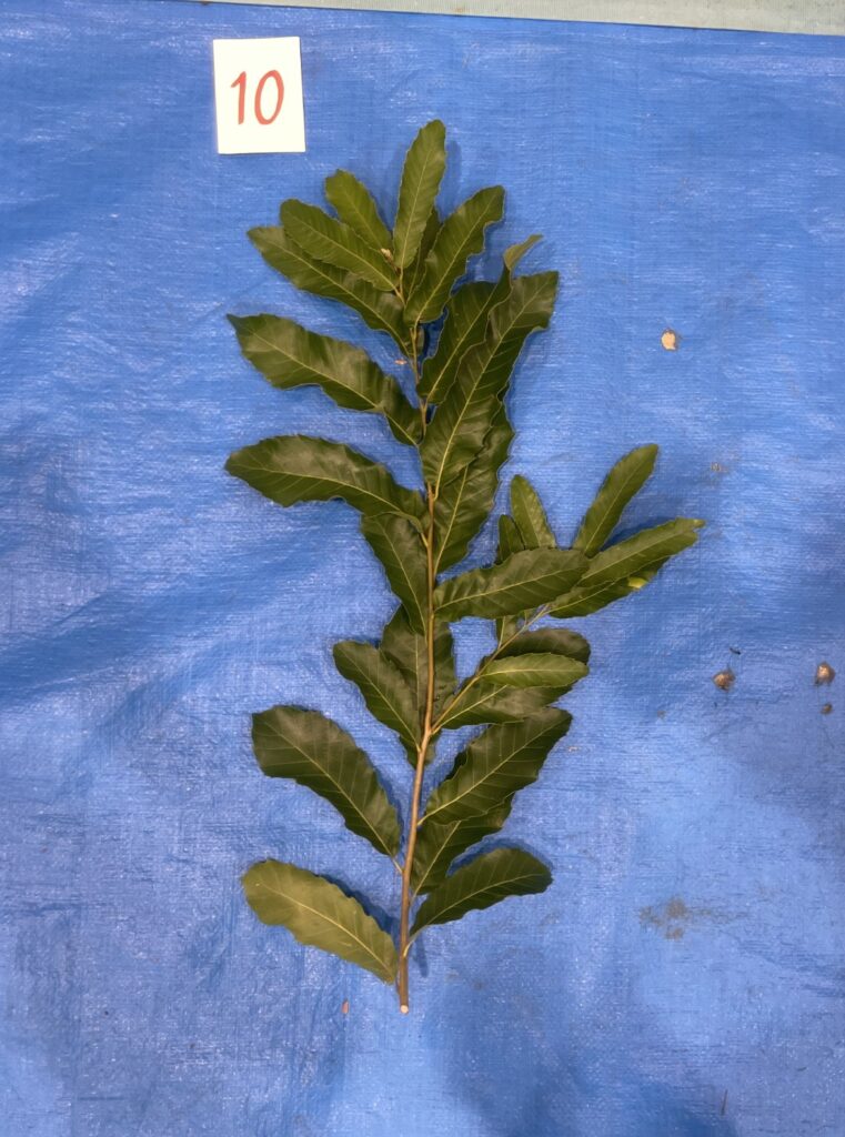 クヌギ - Quercus acutissima