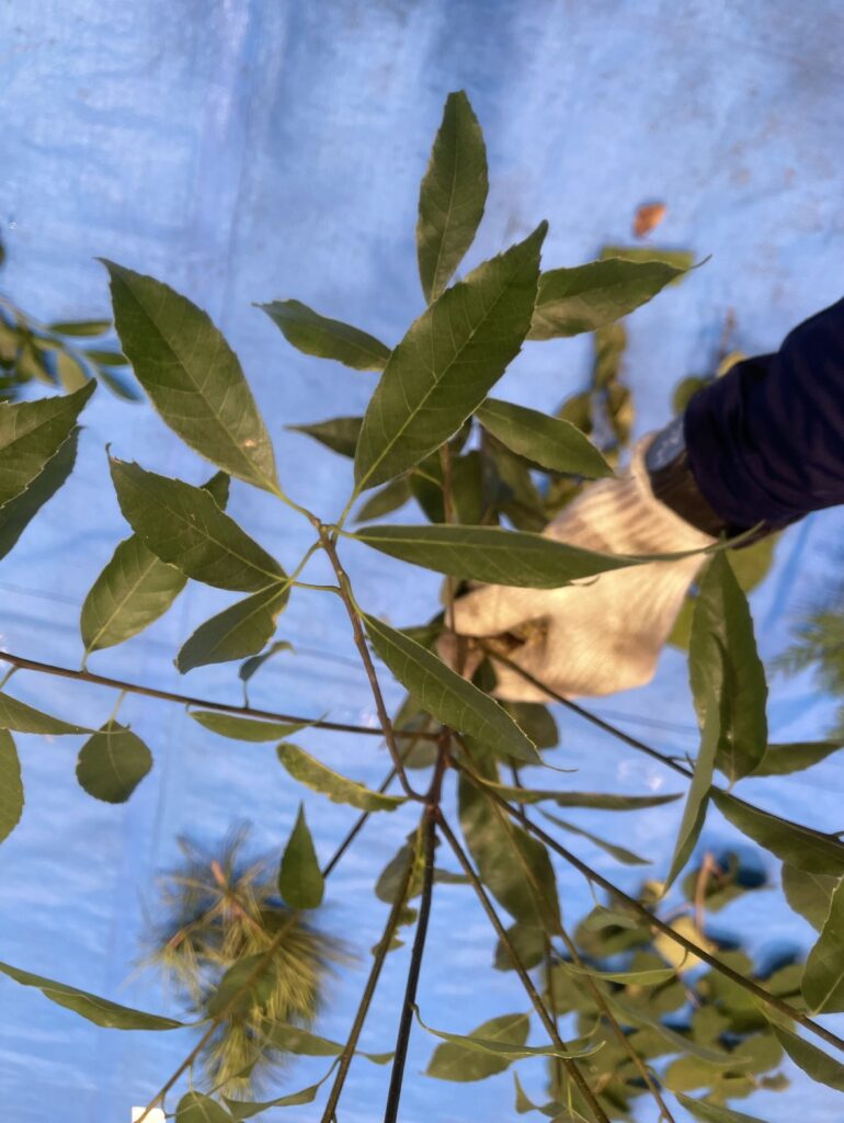 シラカシ - Quercus myrsinifolia