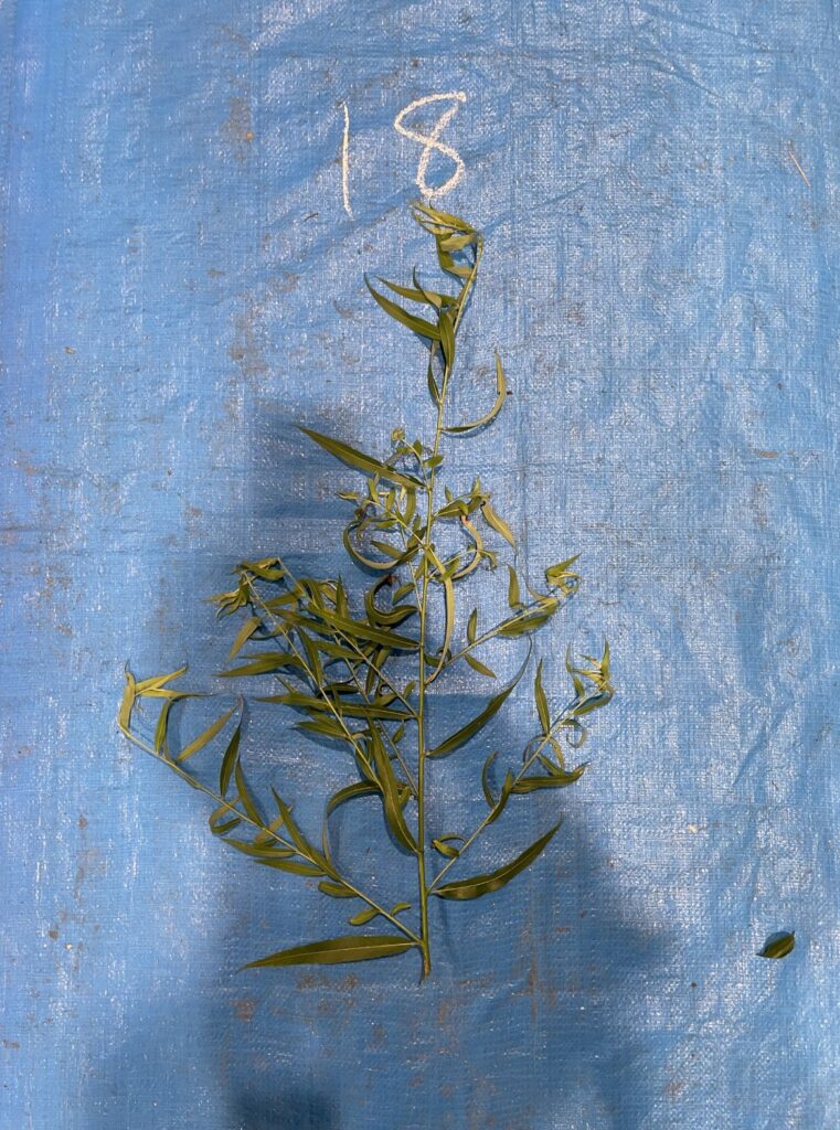 シダレヤナギ - Salix babylonica