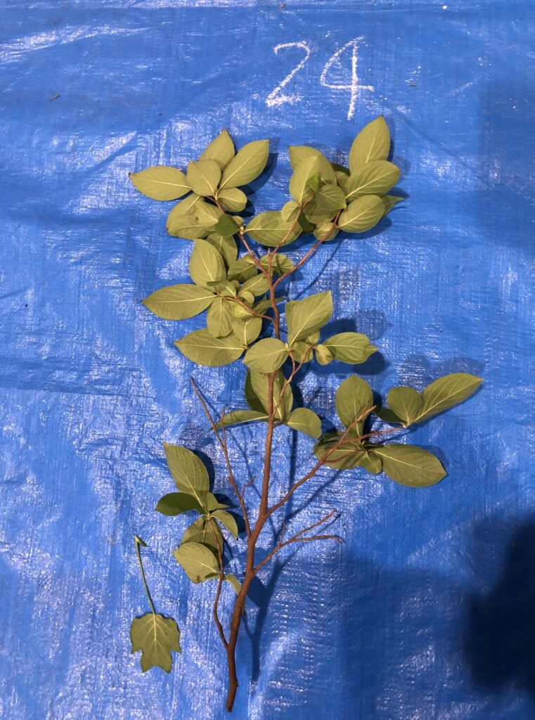 ナツツバキ - Stewartia pseudocamellia