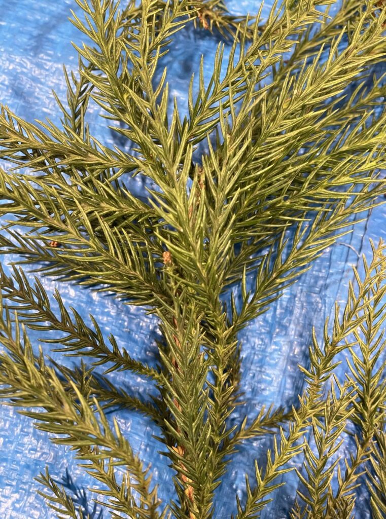 スギ - Cryptomeria japonica