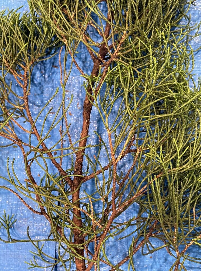 カイズカイブキ - Juniperus chinensis 'Kaizuka'