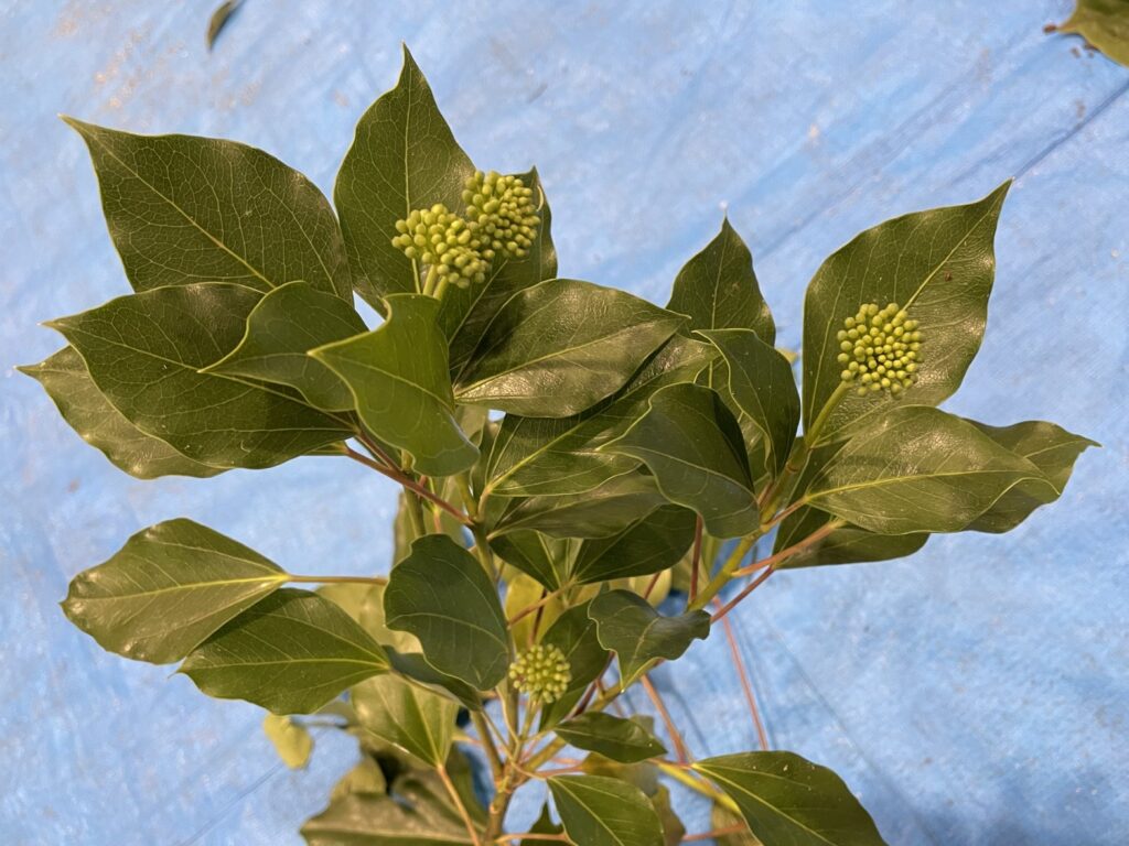 カクレミノ - Dendropanax trifidus