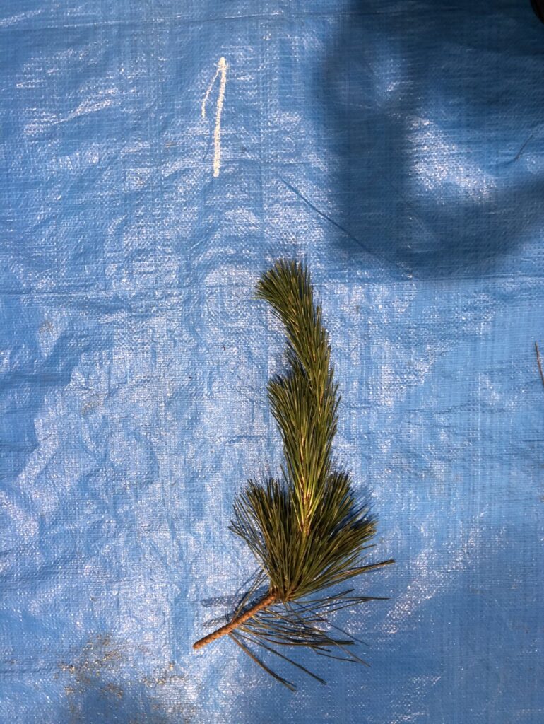 クロマツ - Pinus thunbergii