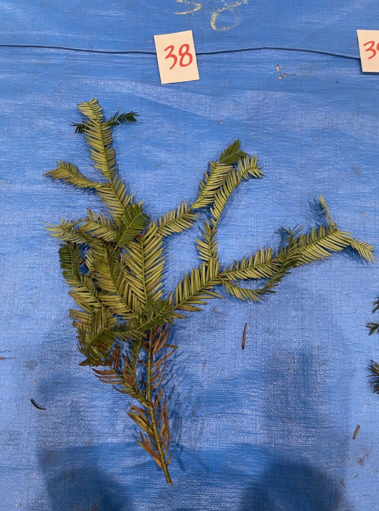 イヌガヤ - Cephalotaxus harringtonia