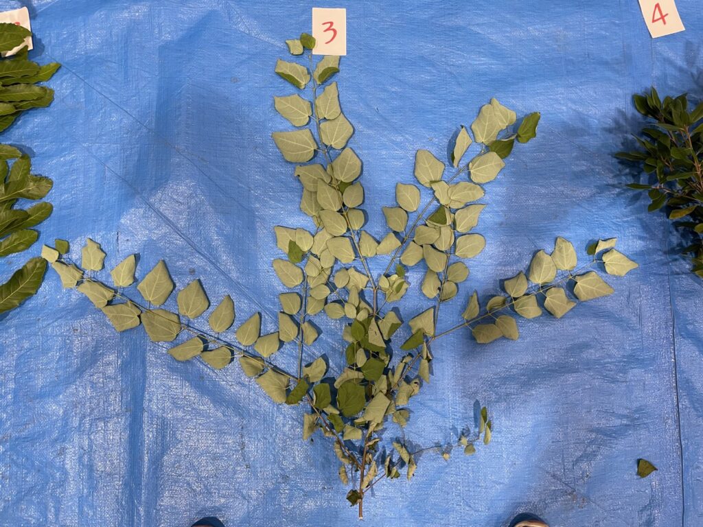 カツラ - Cercidiphyllum japonicum