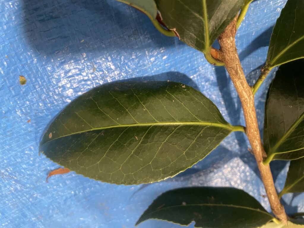 ヤブツバキ - Camellia japonica