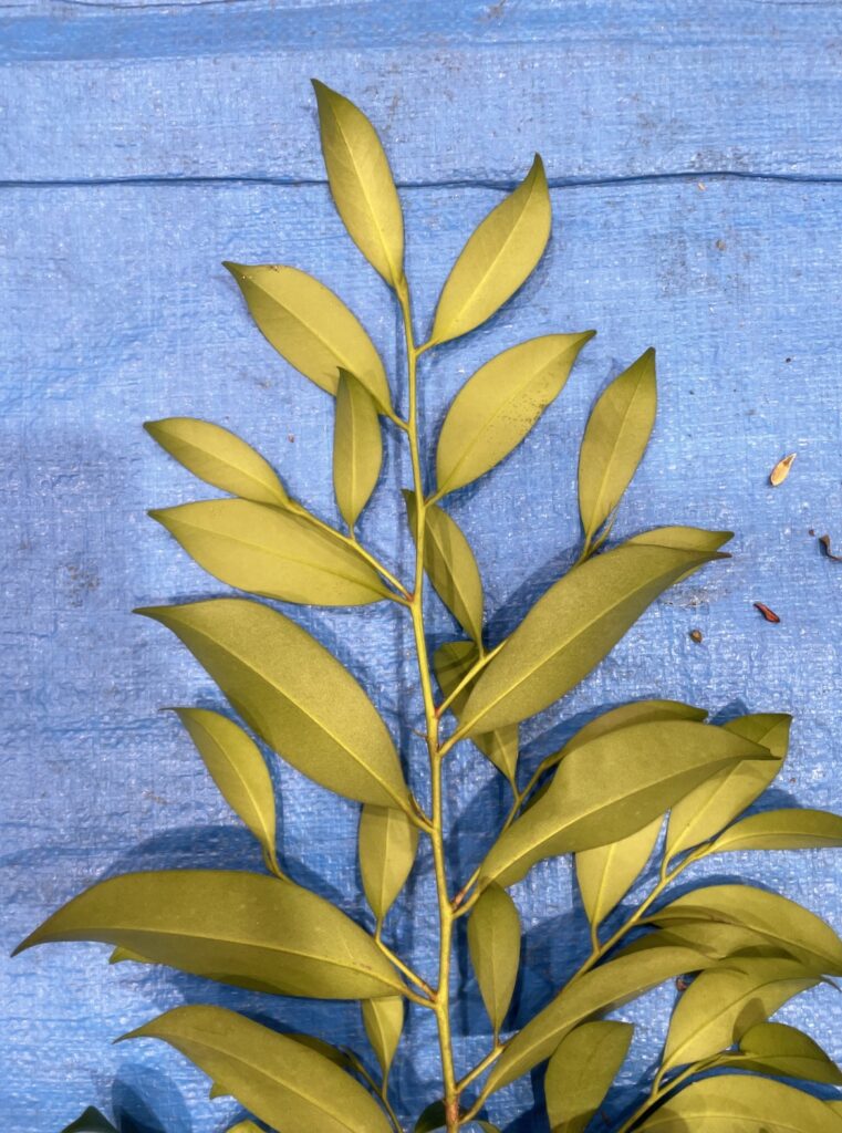 サカキ - Cleyera japonica