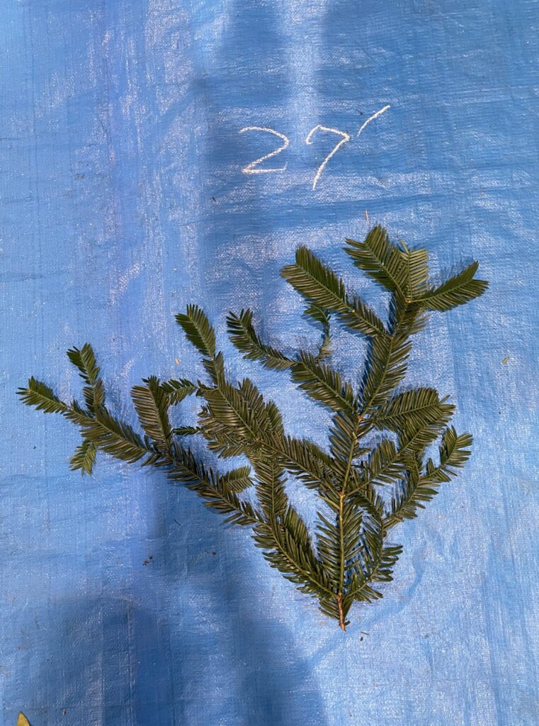 イヌガヤ - Cephalotaxus harringtonia