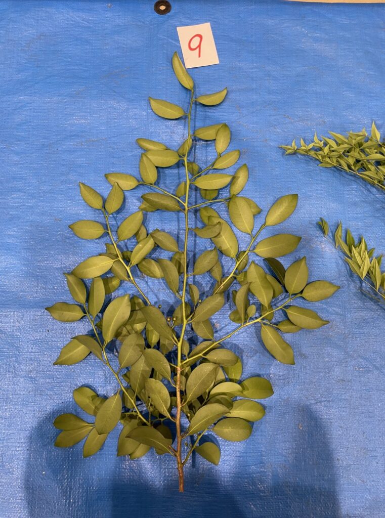 サカキ - Cleyera japonica