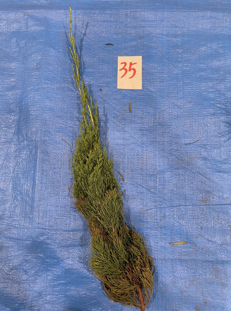 カイズカイブキ - Juniperus chinensis 'Kaizuka'