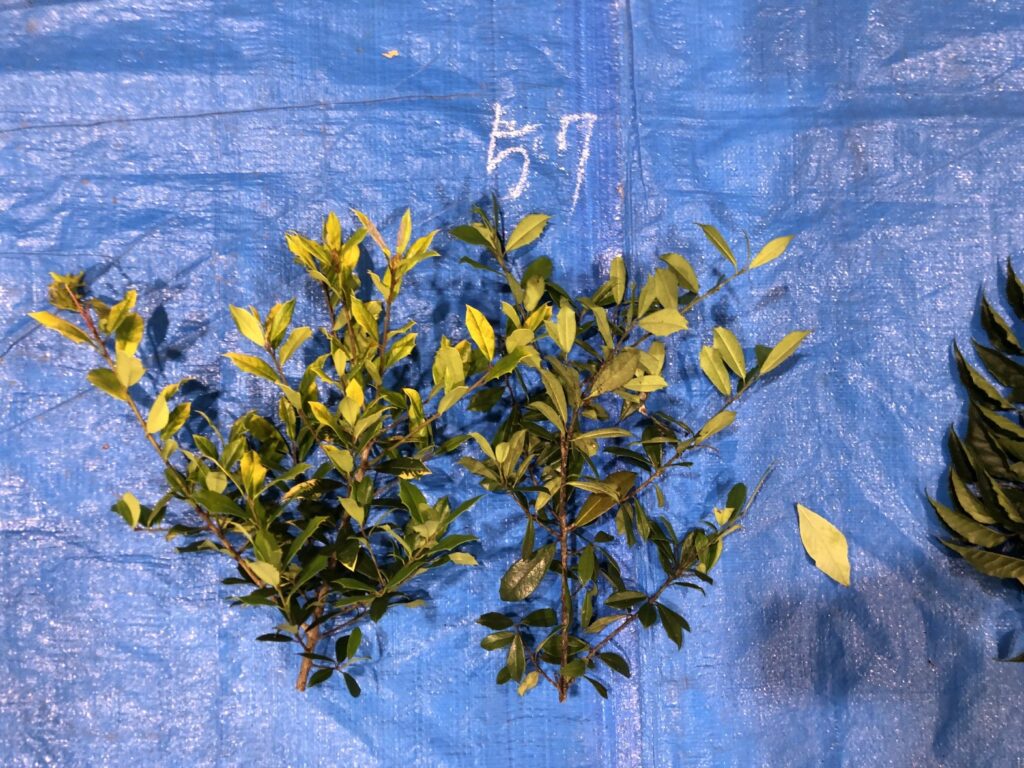 ヒイラギ - Osmanthus heterophyllus