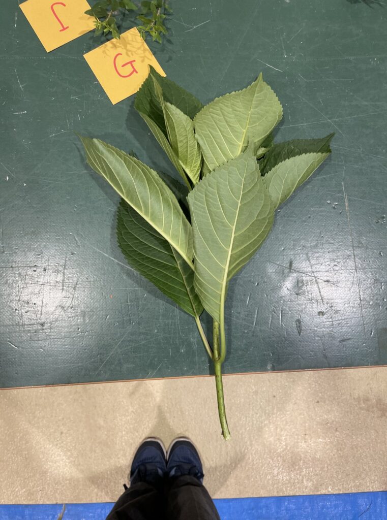 アジサイ - Hydrangea macrophylla