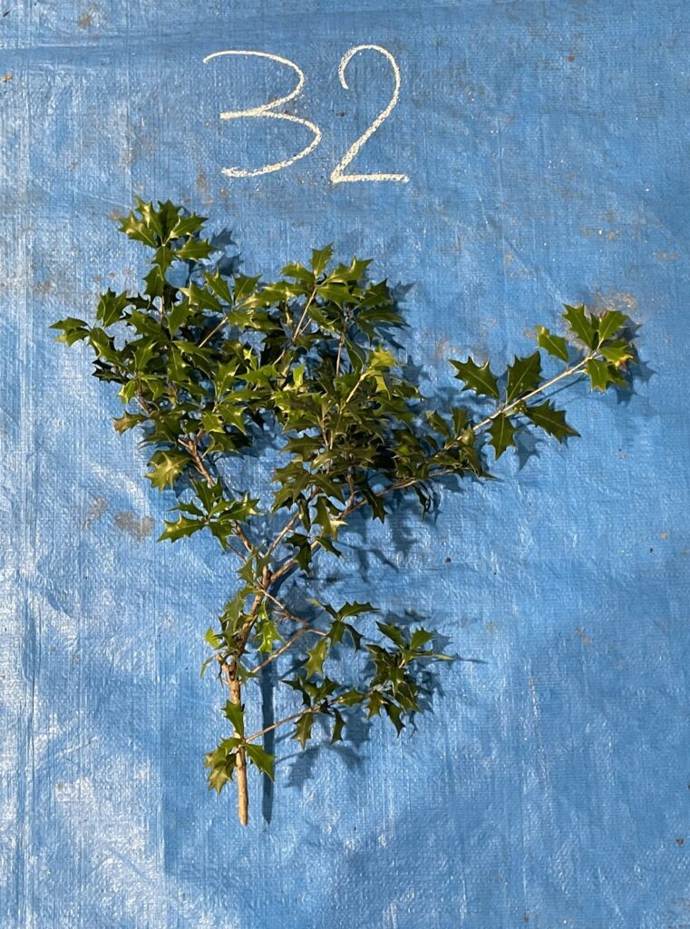 ヒイラギ - Osmanthus heterophyllus