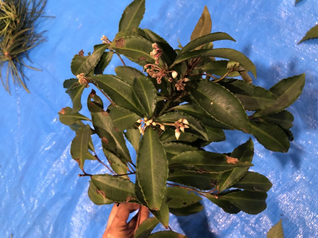 マンリョウ - Ardisia crenata