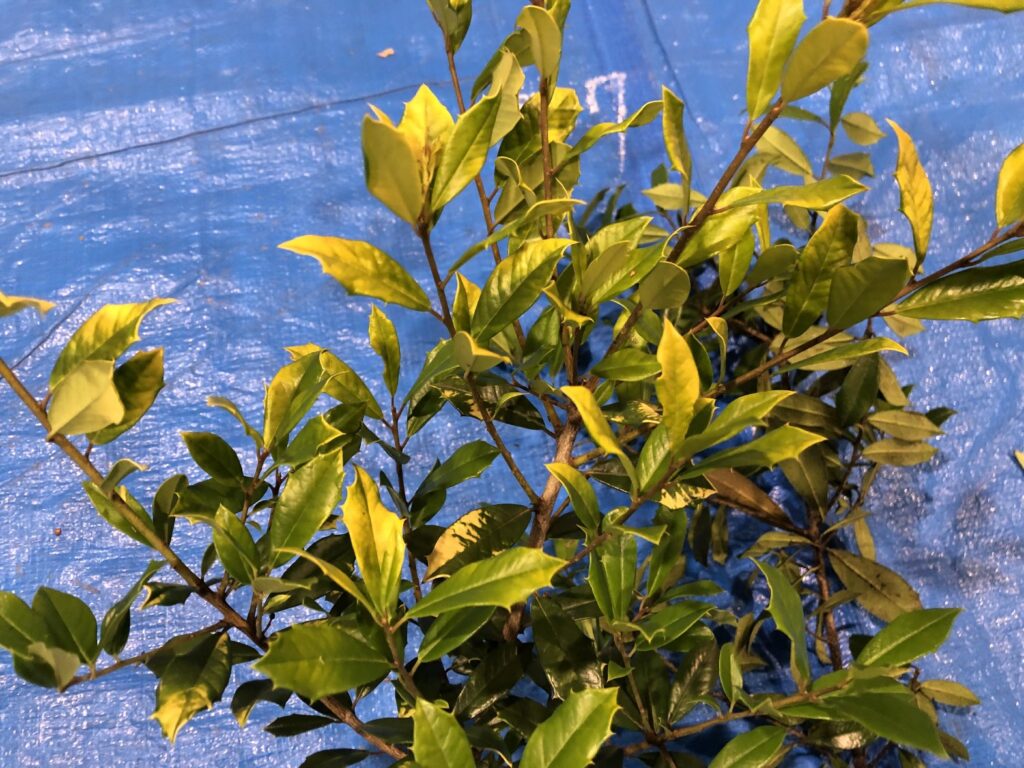 ヒイラギ - Osmanthus heterophyllus