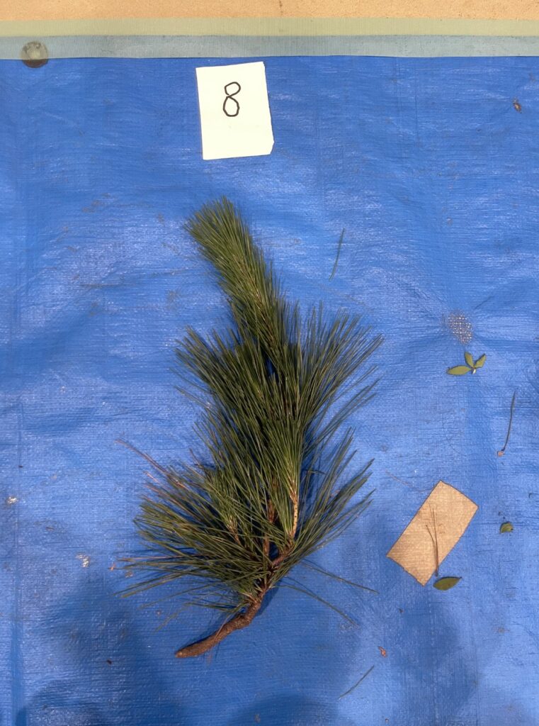 クロマツ - Pinus thunbergii