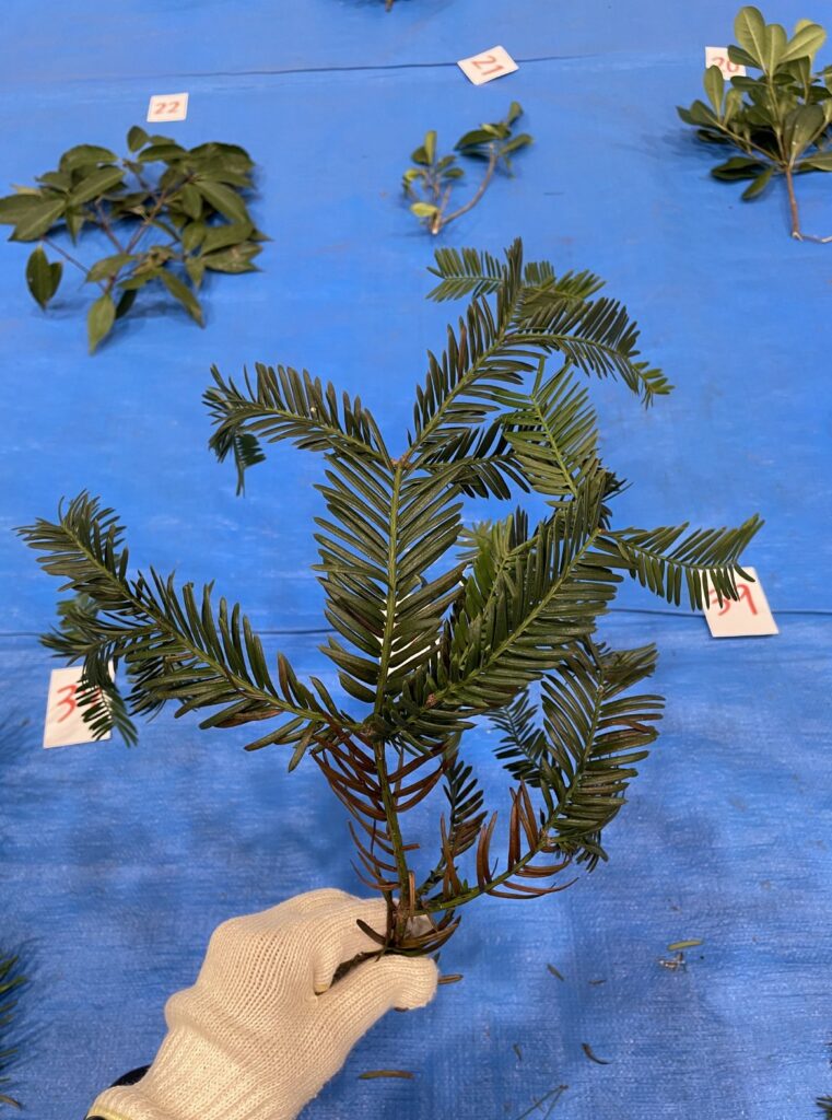 イヌガヤ - Cephalotaxus harringtonia