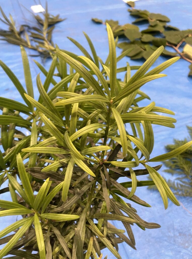 イヌマキ - Podocarpus macrophyllus