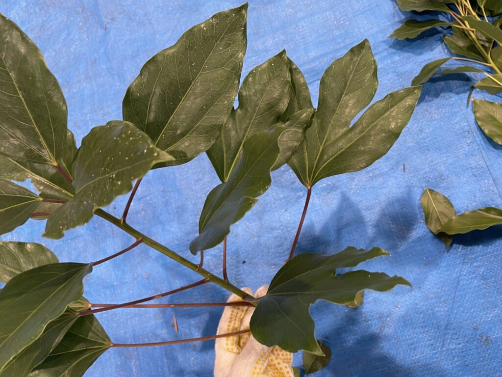 カクレミノ - Dendropanax trifidus