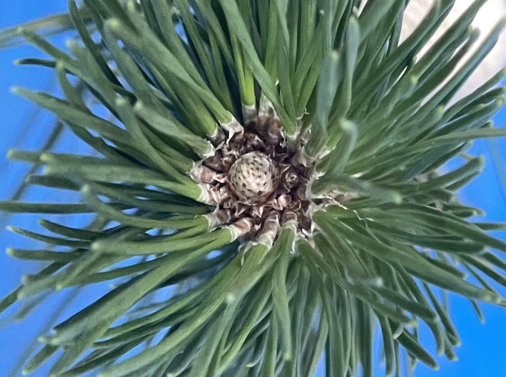 クロマツ - Pinus thunbergii