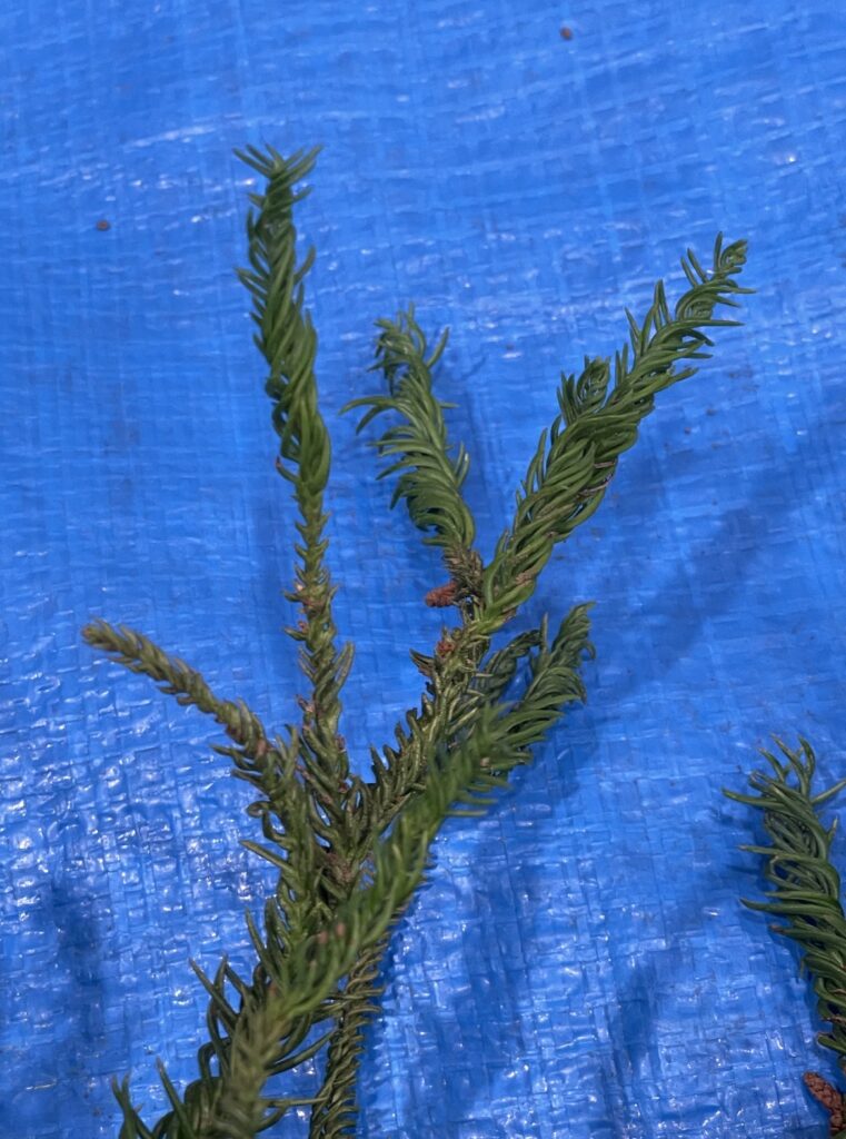 スギ - Cryptomeria japonica