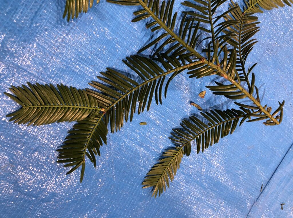 カヤ - Torreya nucifera / イヌガヤ - Cephalotaxus harringtonia