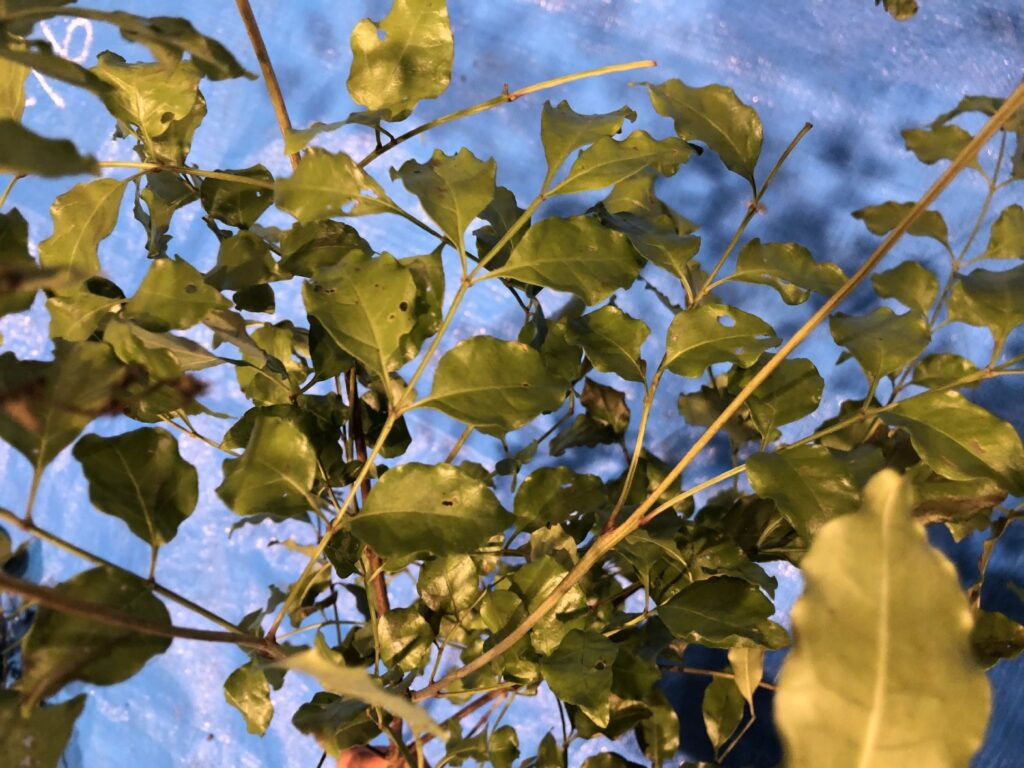 シマトネリコ - Fraxinus griffithii