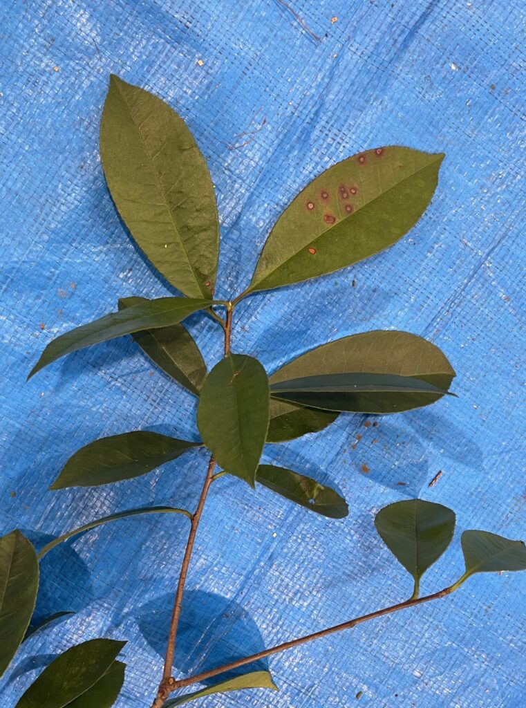 ベニカナメモチ - Photinia glabra