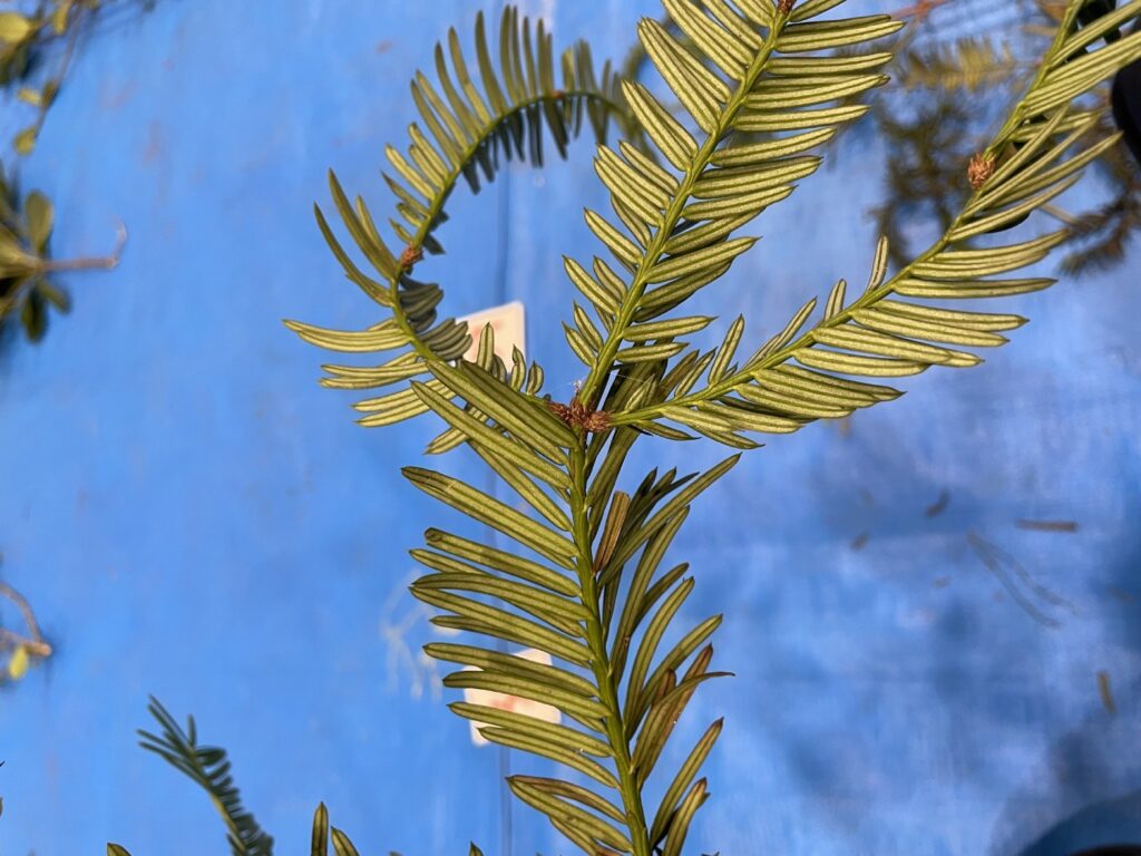 イヌガヤ - Cephalotaxus harringtonia