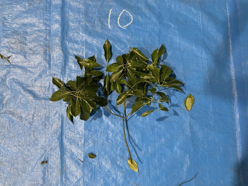 クスノキ - Cinnamomum camphora