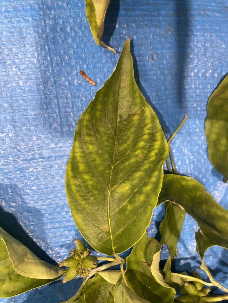 ハナミズキ - Benthamidia florida