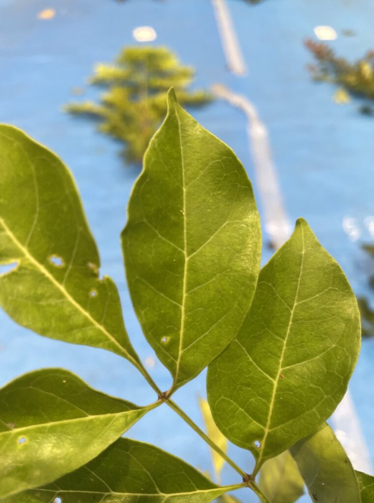 シマトネリコ - Fraxinus griffithii