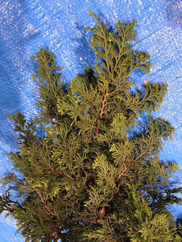 チャボヒバ - Chamaecyparis obtusa cv.Breviramea