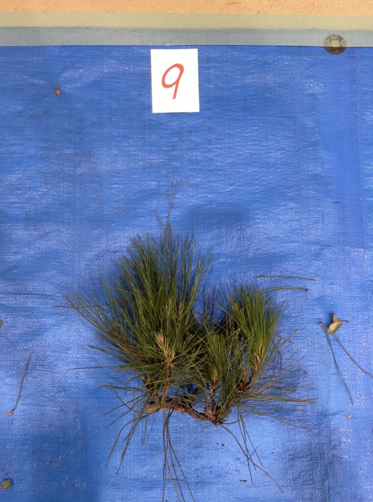 アカマツ - Pinus densiflora