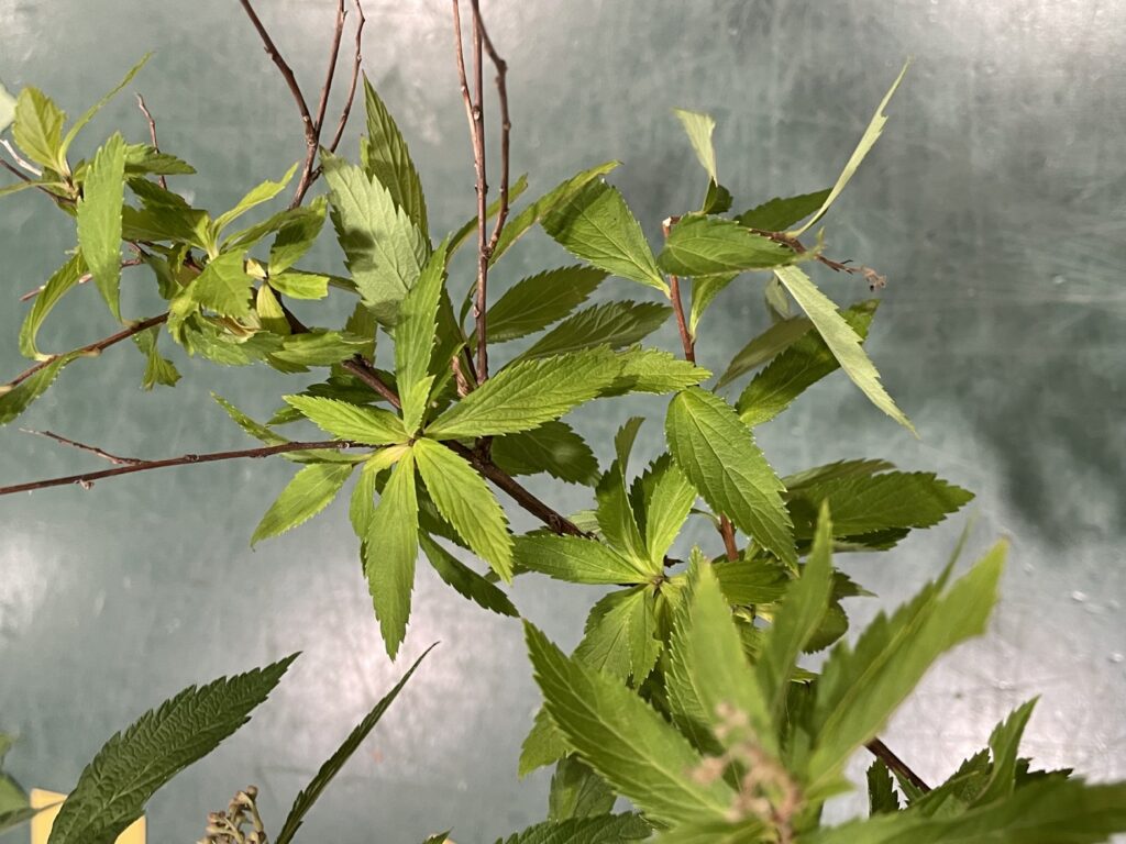 シモツケ - Spiraea japonica