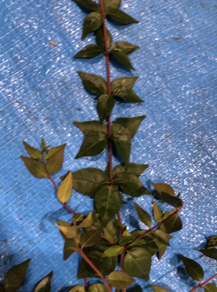 アベリア - Abelia x grandiflora