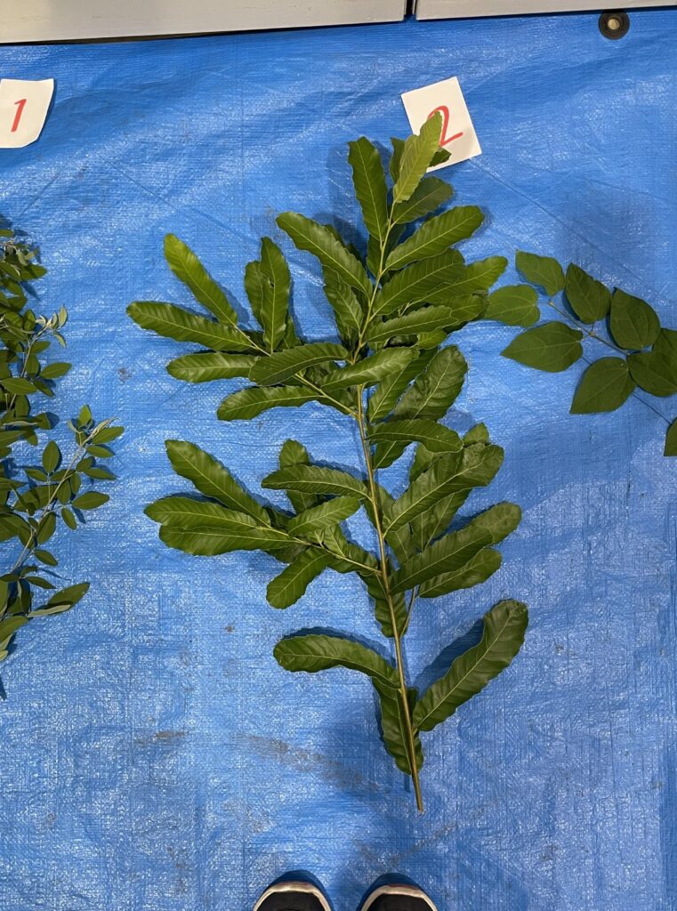 クヌギ - Quercus acutissima