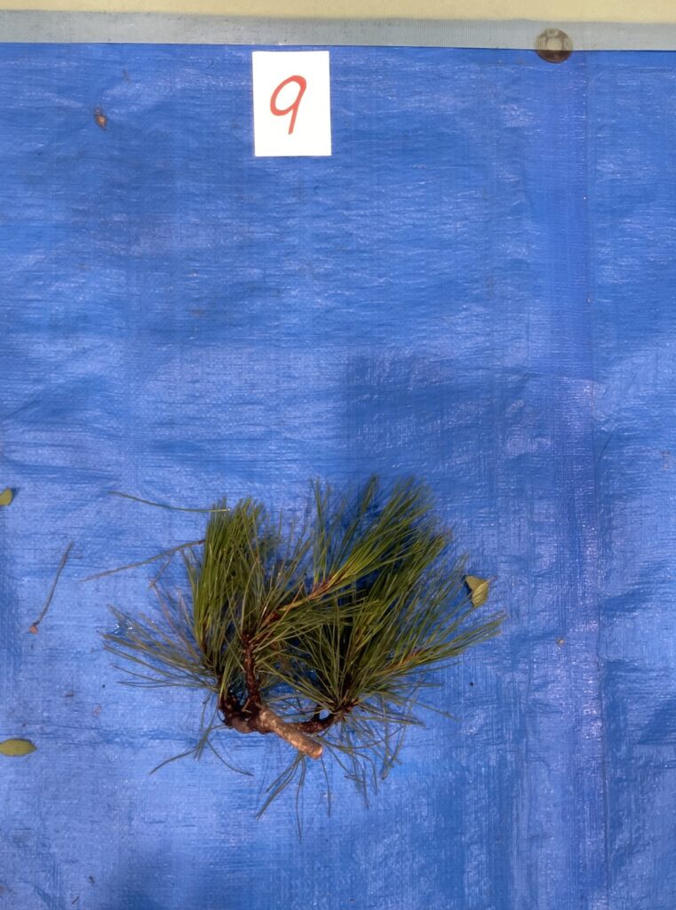 アカマツ - Pinus densiflora