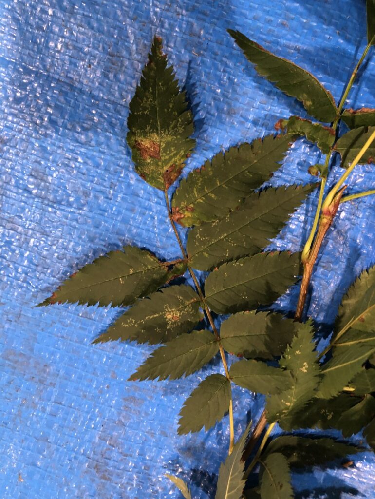 ナナカマド - Sorbus commixta