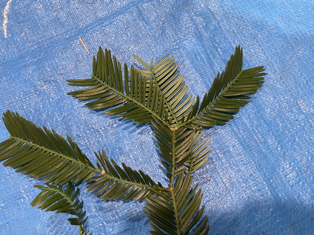 イヌガヤ - Cephalotaxus harringtonia