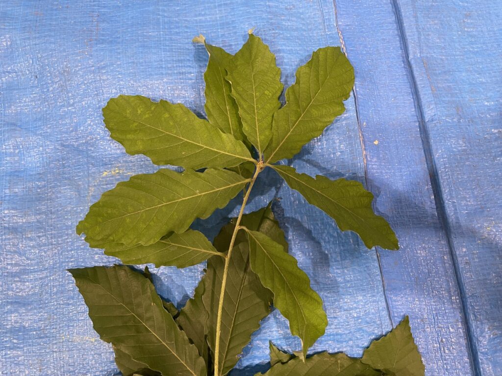 コナラ - Quercus serrata