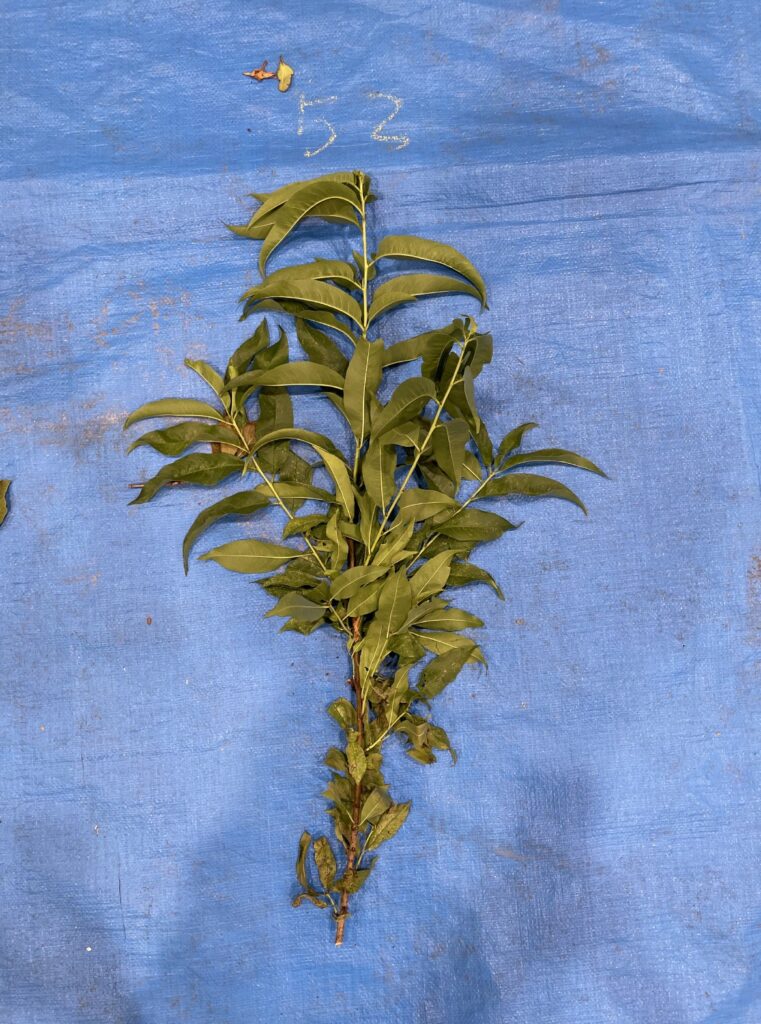 モモ - Prunus persica / Amygdalus persica