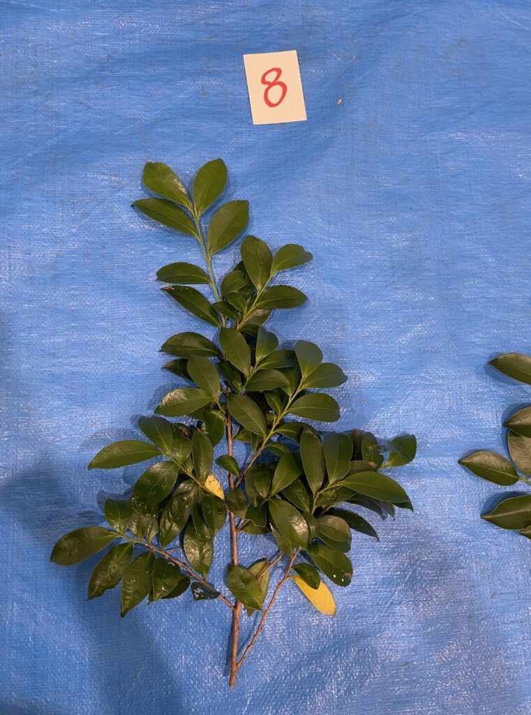 ヒサカキ - Eurya japonica